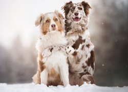 Dwa, Psy, Owczarki australijskie, Śnieg