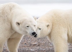 Dwa polarne niedźwiedzie
