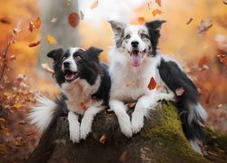 Dwa psy border collie na pniu i spadające liście