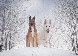 Zima, Dwa, Psy, Biały owczarek szwajcarski, Grafika