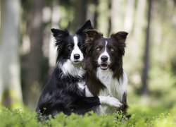 Dwa psy rasy border Collie w lesie