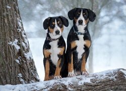 Dwa psy rasy entlebucher na ośnieżonym pniu