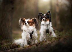 Dwa psy rasy papillon przy kłodzie w lesie