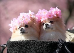 Dwa psy rasy szpic w kwiatowych wiankach