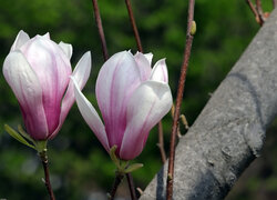 Magnolia, Dwa, Kwiaty, Gałązki