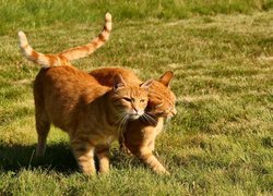 Dwa rude koty na trawie