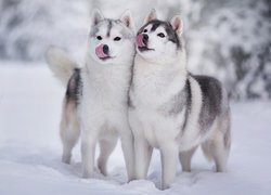 Dwa siberian husky na śniegu