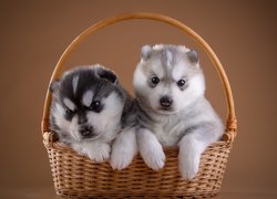 Psy, Siberian husky, Koszyk, Szczeniaki, Słodkie