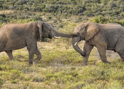 Dwa słonie na sawannie