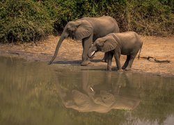 Dwa słonie nad wodą