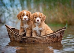 Psy, Szczeniaki, Łódka, Retrievery z Nowej Szkocji