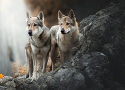Dwa wilczaki czechosłowackie na skale