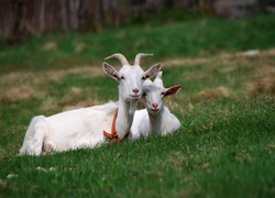 Dwie białe kozy leżące na trawie