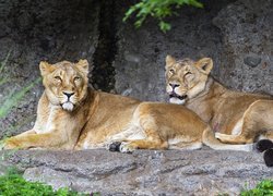 Dwie lwice odpoczywające na skale