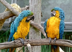 Dwie, Niebiesko-żółte, Papugi, Ary