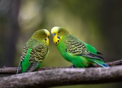 Dwie, Papugi, Zielone, Papużki faliste
