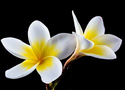 Kwiaty, Biało-żółte, Plumerie