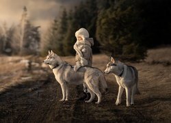 Dziecko z dwoma siberian husky