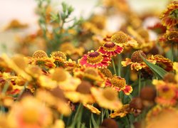 Dzielżany ogrodowe, Pomarańczowo-żółte, Kwiaty