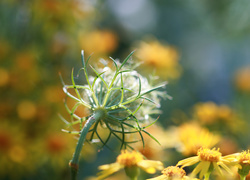 Dzika marchew obok żółtych kwiatów na łące