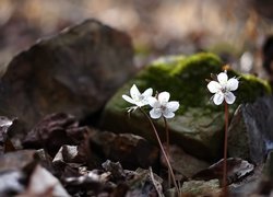 Wiosenne, Kwiatki, Ranniki, Eranthis byunsanensis