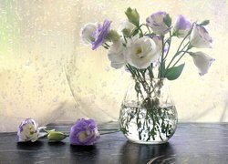 Biało-fioletowe, Kwiaty, Eustomy, Szklany, Wazon