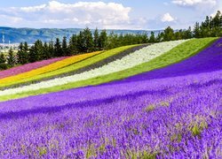 Pole, Lawenda, Kolorowe, Kwiaty, Tomita Farm, Nakafurano, Hokkaido, Japonia
