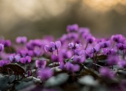 Fioletowe, Kwiaty, Cyklamen