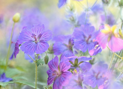 Fioletowe kwiaty bodziszka z łodyżkami i pąkami