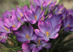 Fioletowe kwiaty krokusów