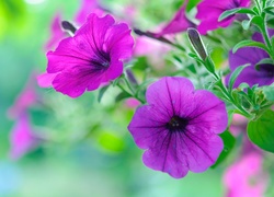 Fioletowe kwiaty petunii ogrodowej