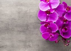 Kwiaty, Storczyki, Orchidee, Fioletowe, Pąki