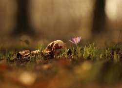 Fioletowy krokus i suche liście na rozmytym tle