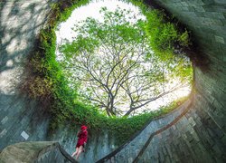 Kobieta, Drzewa, Rośliny, Fort Canning Park Tree Tunnel, Singapur
