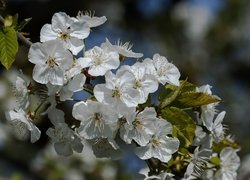 Gałązka kwitnącego na biało drzewa owocowego