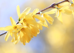 Żółte, Kwiaty, Forsycja
