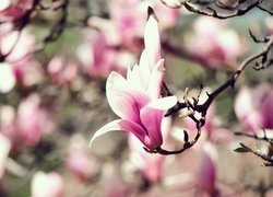 Gałązka, Kwiat, Różowo-biała, Magnolia