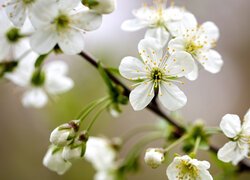 Gałązka z białymi kwiatkami drzewa owocowego