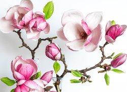Krzew, Magnolia, Gałązki, Kwiaty