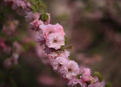 Gałązka z kwiatami różowego migdałka