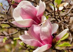 Rozkwitające, Różowe, Kwiaty, Magnolia, Gałązki