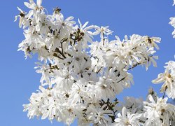 Magnolia, Białe, Kwiaty, Gałązki