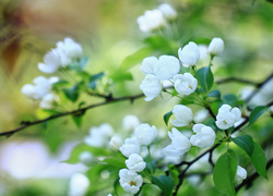 Gałązki jabłoni obsypane kwiatami