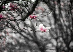 Gałązki z bladoróżowymi magnoliami