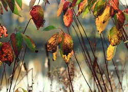 Gałązki z jesiennym liśćmi