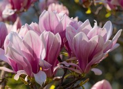 Gałązki, Magnolia, Różowe, Kwiaty