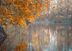 Gałęzie jesiennych drzew nad rzeką