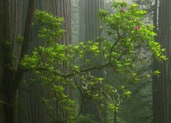 Las, Mgła, Drzewa, Sekwoje, Różanecznik