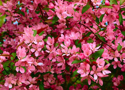 Gałęzie z różowymi kwiatami drzewa owocowego