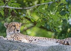 Gepard na skale wśród roślinności